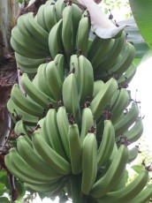 Honduras4